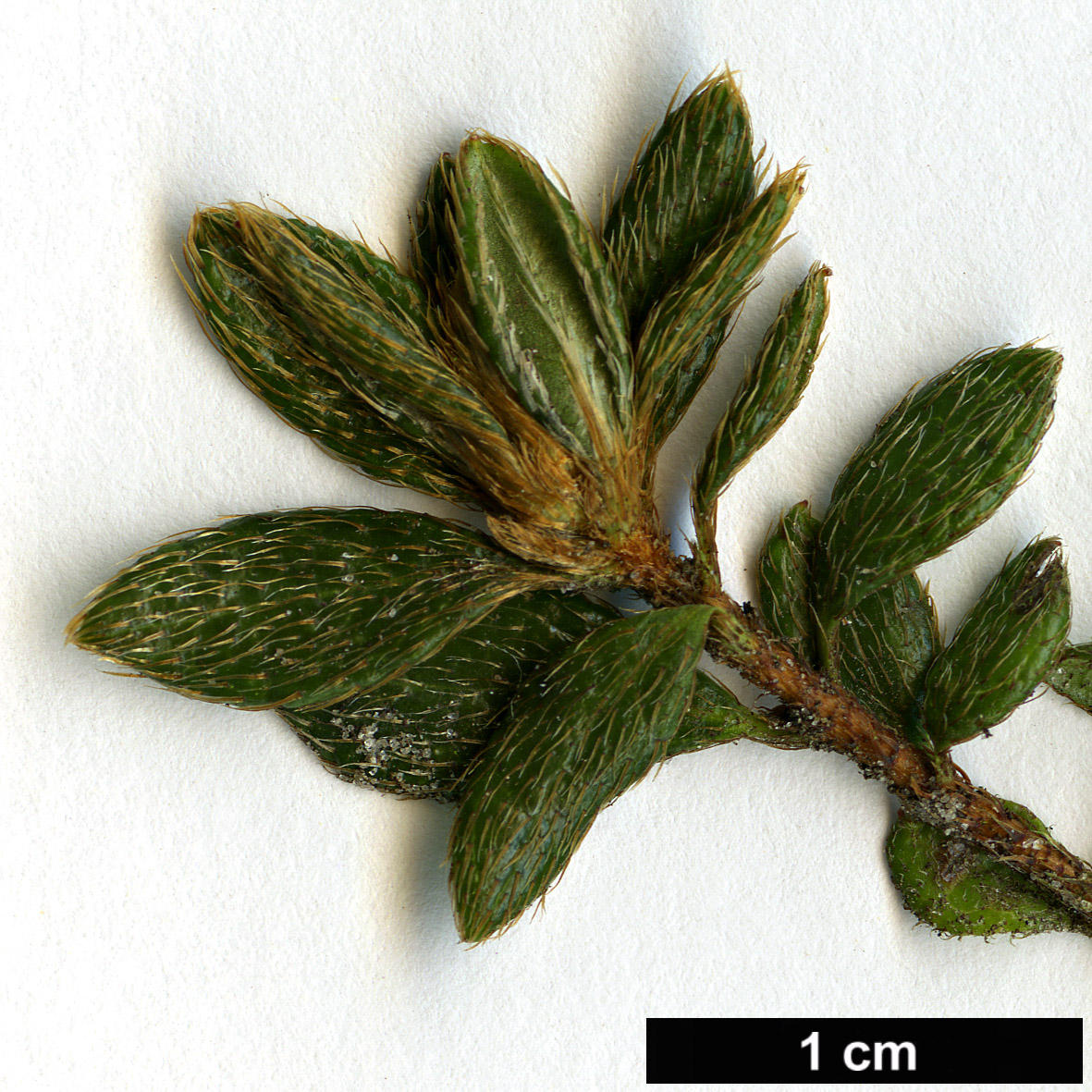 High resolution image: Family: Ericaceae - Genus: Rhododendron - Taxon: tsusiophyllum